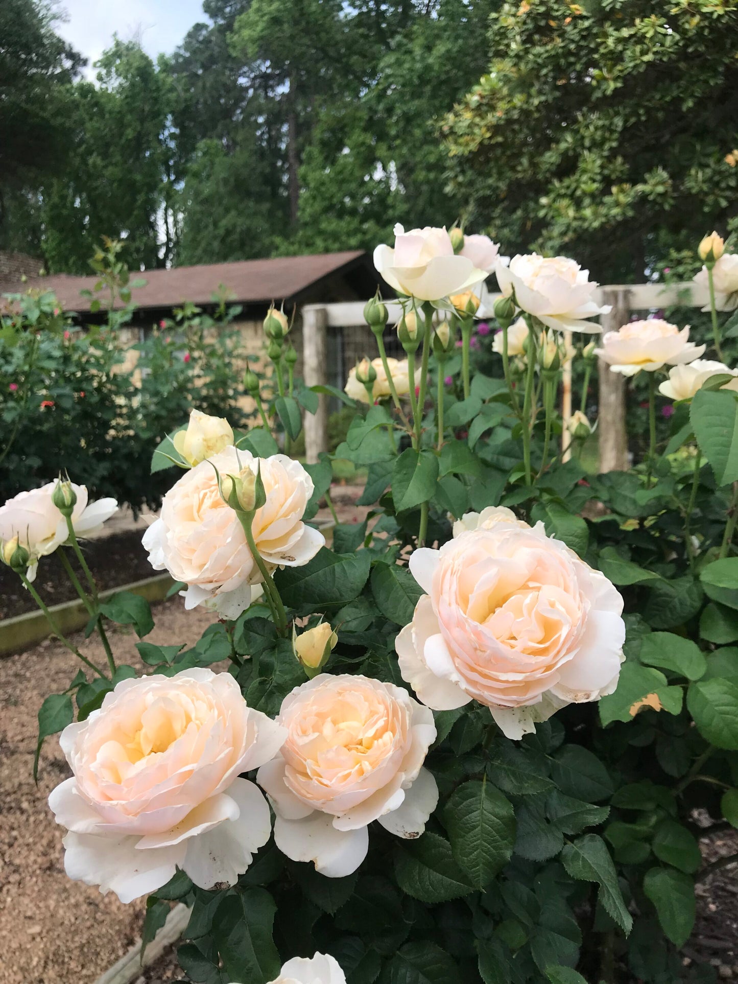 Rose - Moonlight In Paris - Floribunda