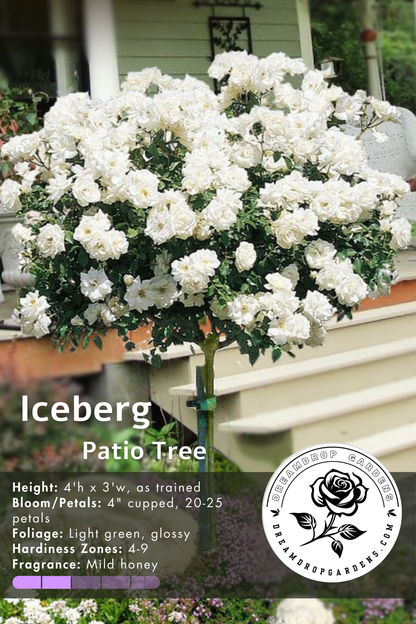 Rose Patio Tree - Iceberg - DavidAustin