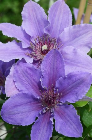 Clematis 'Ines'