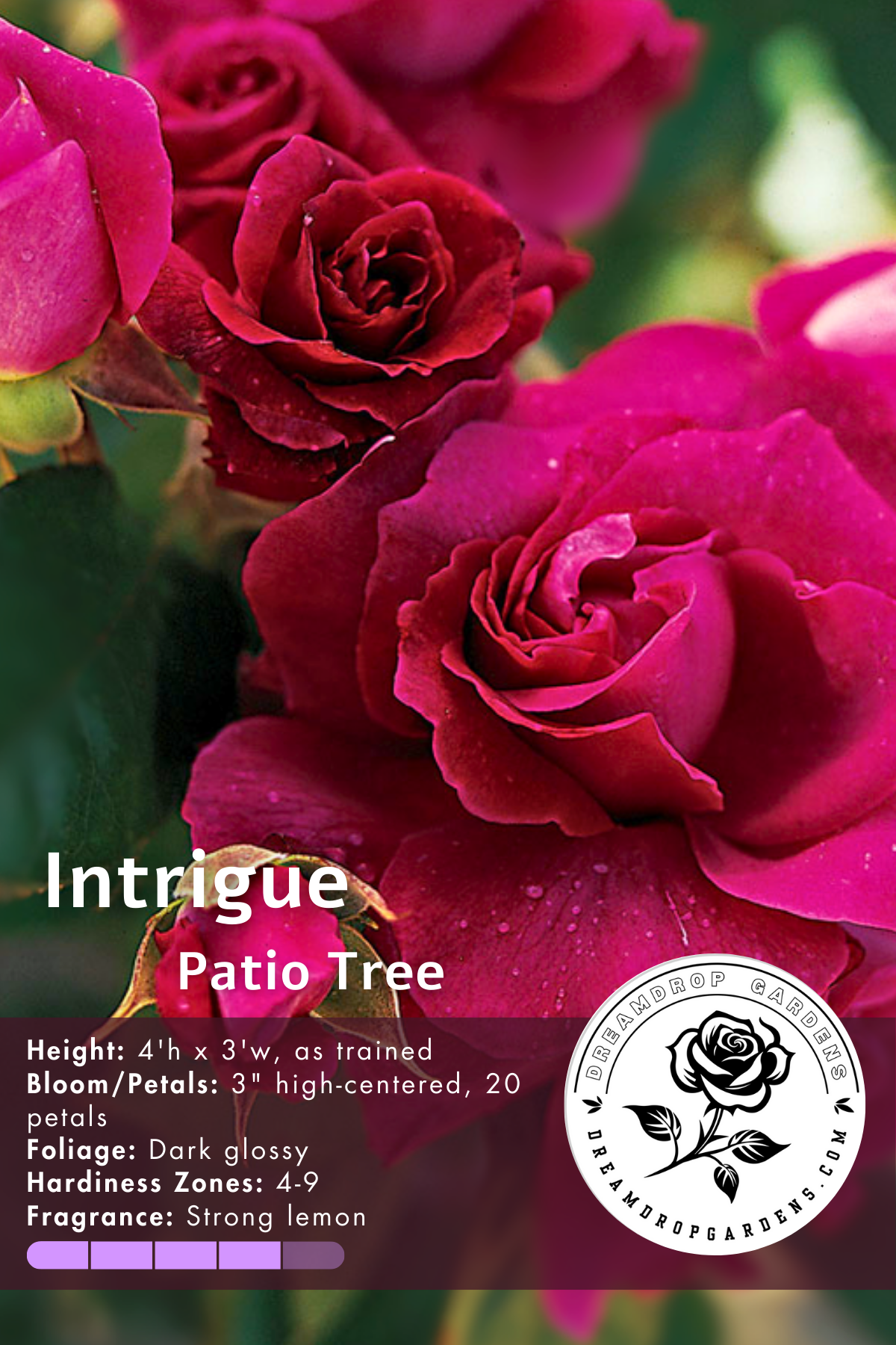 Rose Patio Tree - Intrigue