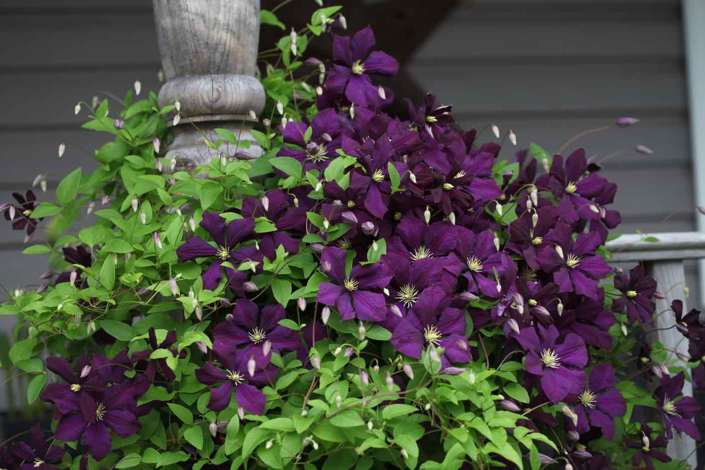 Clematis 'Jackmanii'