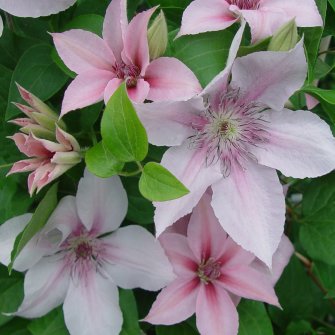 Clematis 'John Paul II'