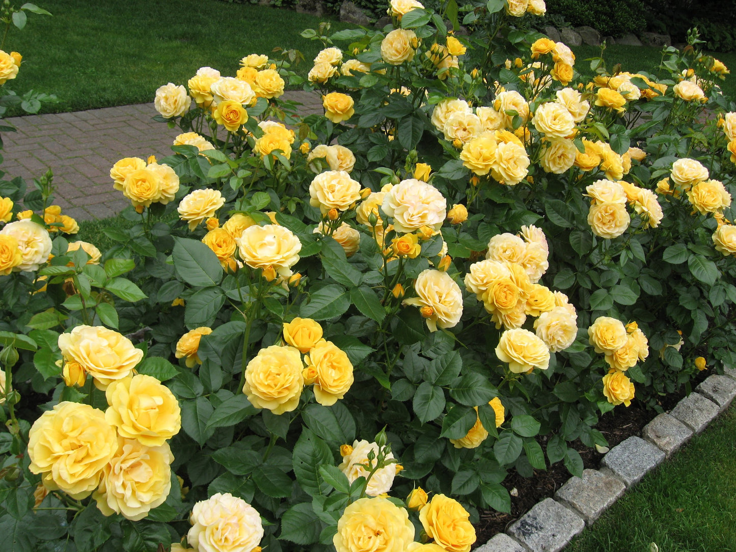 Rose - Kordes - Floribunda - Julia Child