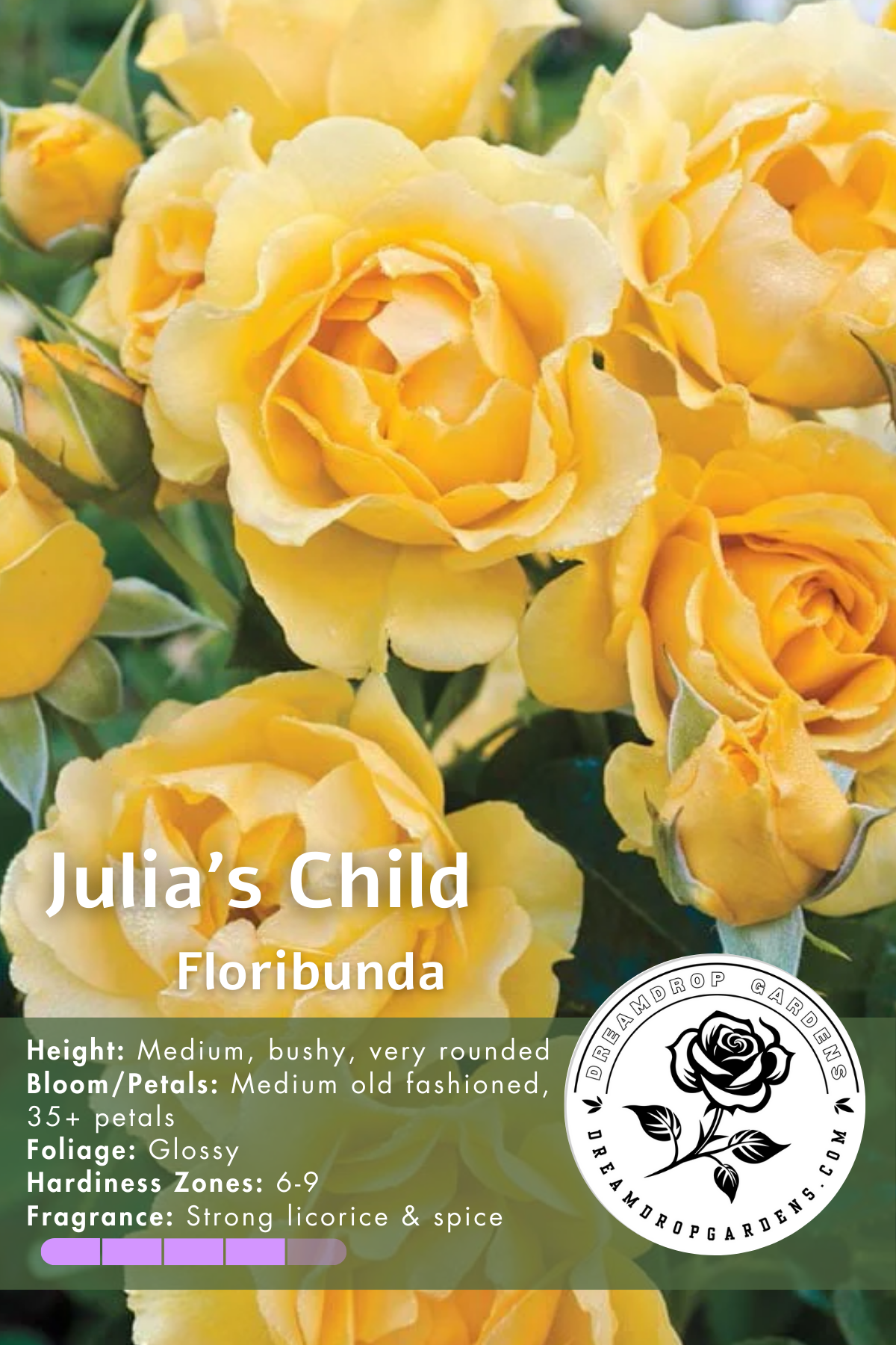 Rose - Kordes - Floribunda - Julia Child