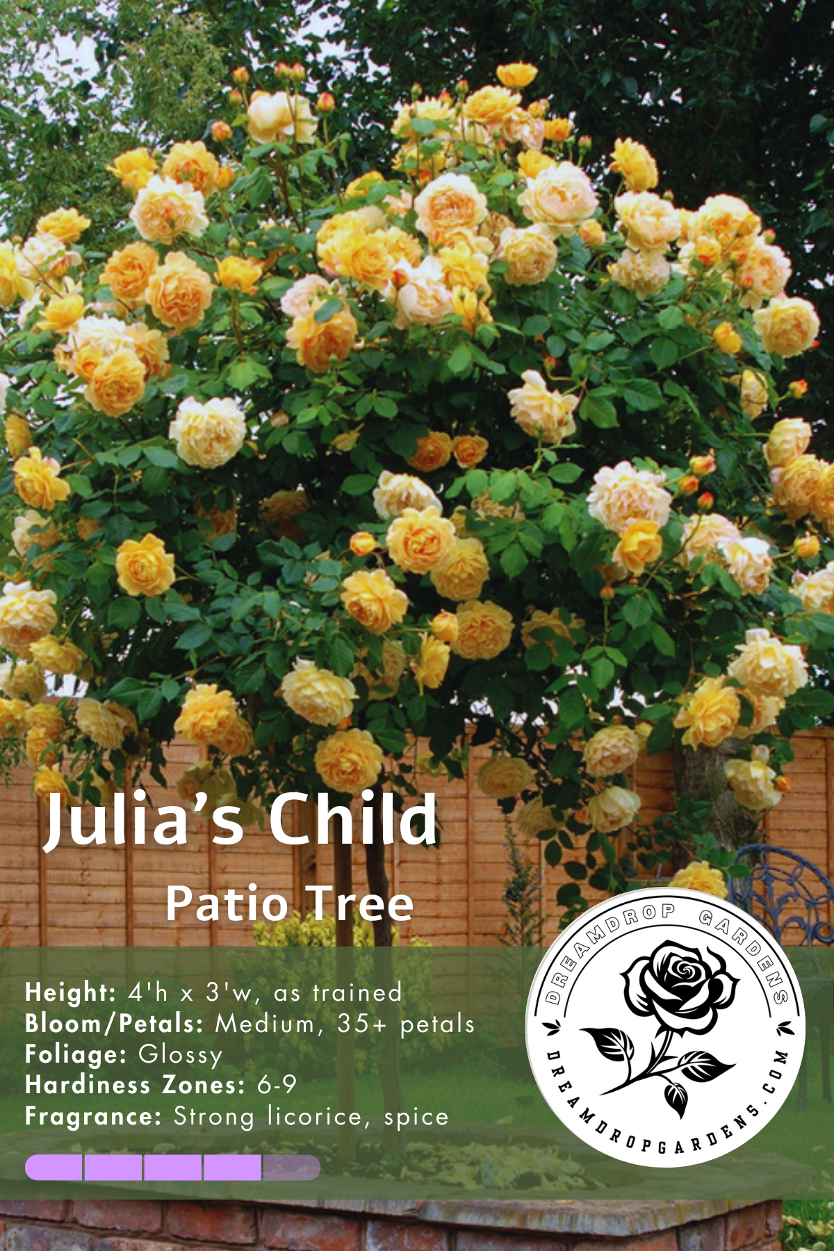 Rose Patio Tree - Kordes - Floribunda - Julia Child