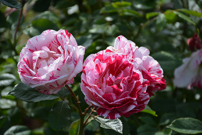 Rose - Scentimental - Floribunda