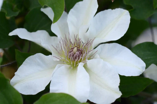 Clematis Flowering Vine - Boulevard Kitty