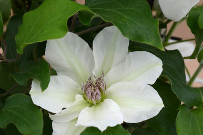 Clematis 'Kitty'