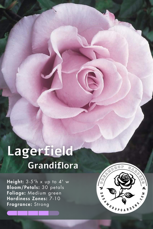 Rose - Lagerfeld  - Grandiflora