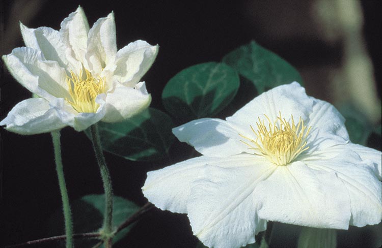 Clematis 'Lanuginosa Candida'