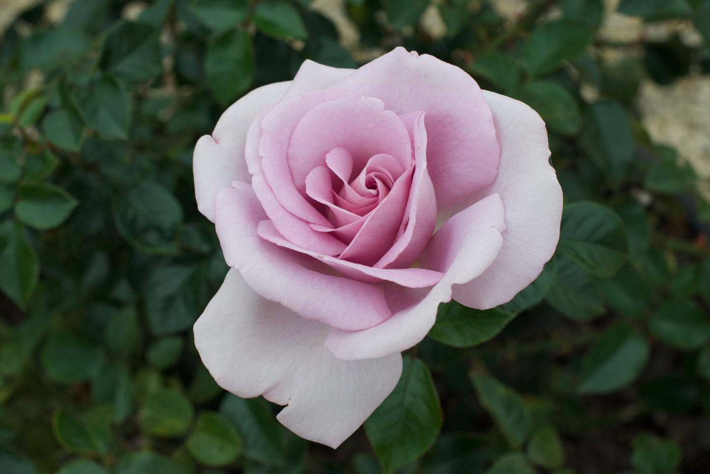 Rose - Le Petit Prince - Floribunda