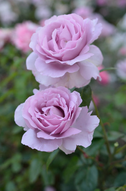 Rose - Le Petit Prince - Floribunda