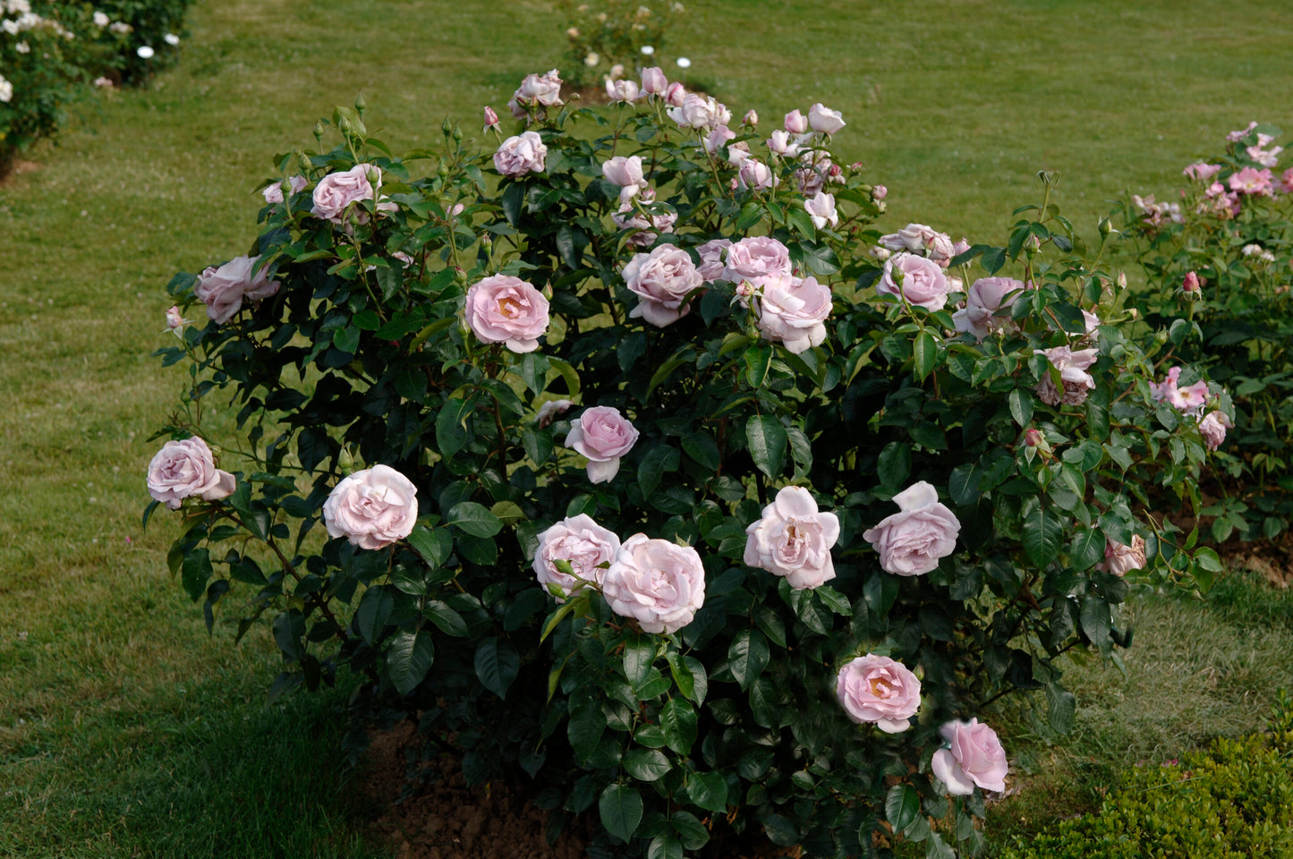 Rose - Le Petit Prince - Floribunda