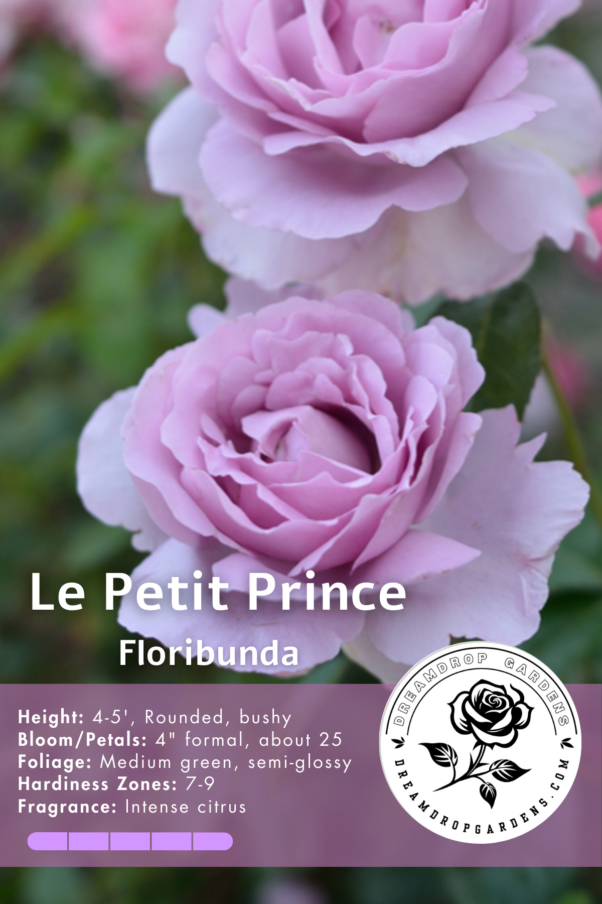 Rose - Le Petit Prince - Floribunda