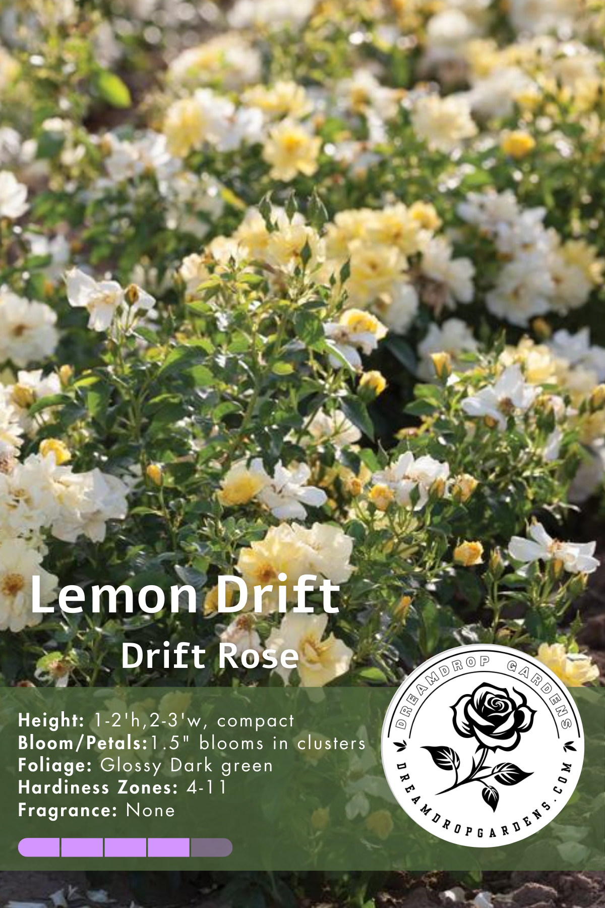 Rose - Groundcover - Lemon Drift