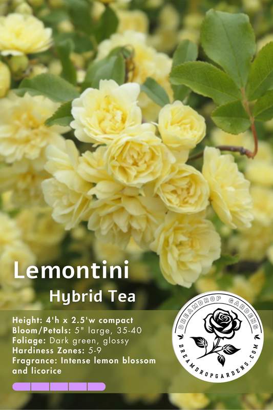 Rose - Lemontini