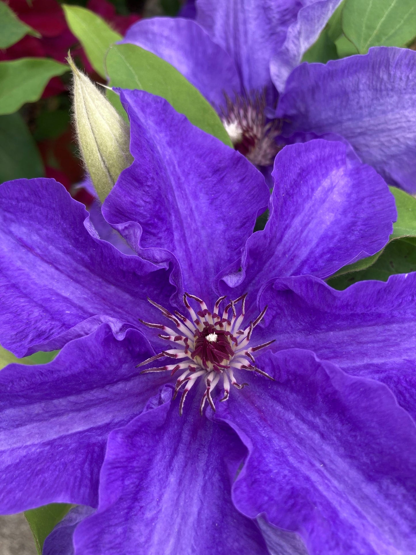 Clematis 'Lindsay'