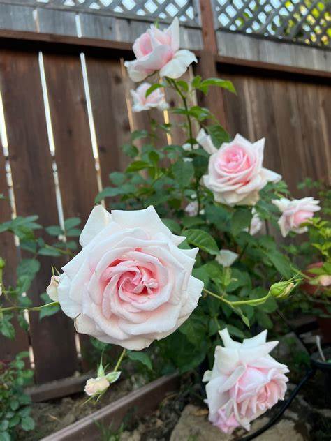 Rose - Meredith - Hybrid Tea