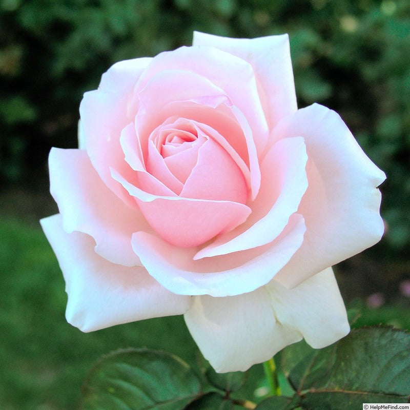 Rose - Meredith - Hybrid Tea