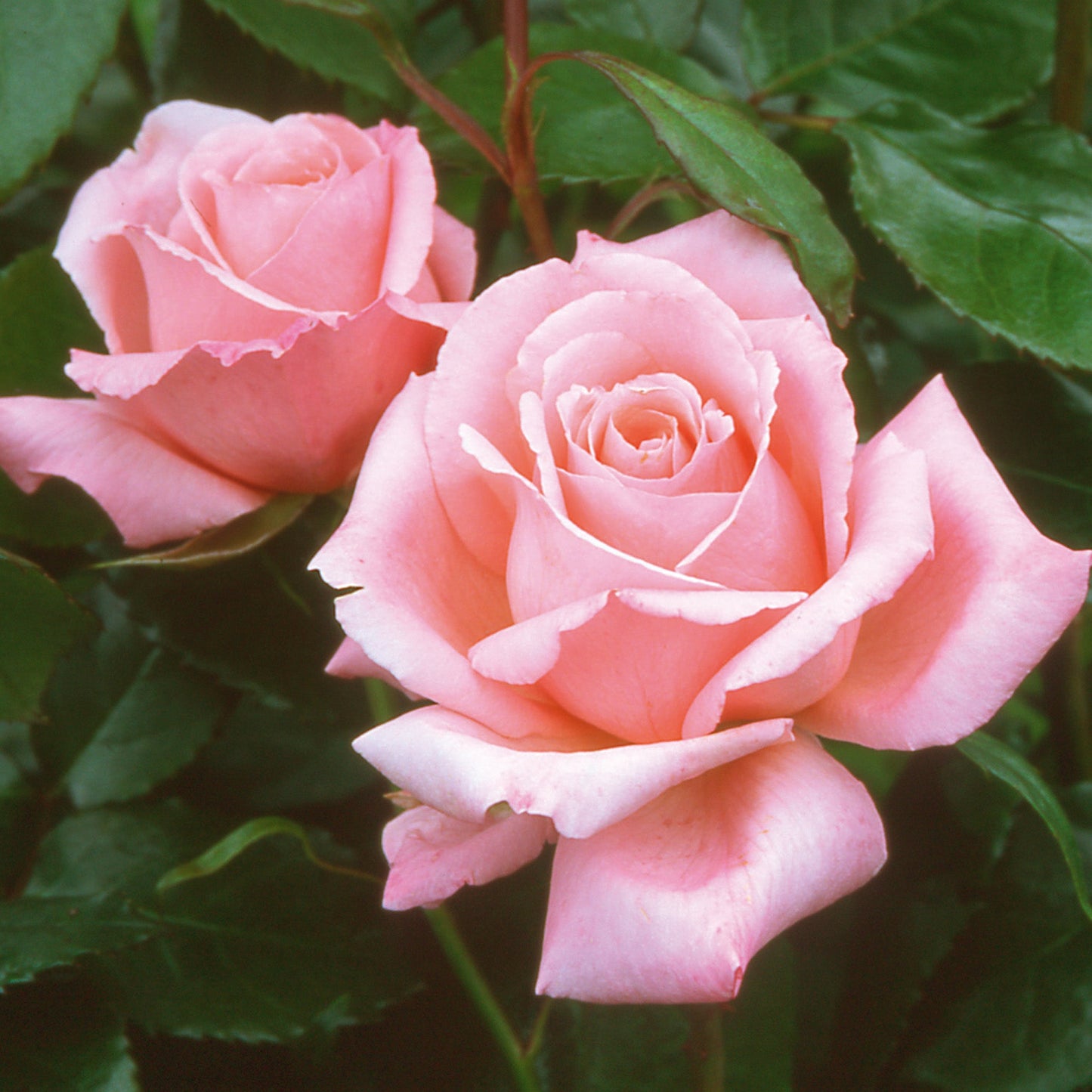 Rose - Meredith - Hybrid Tea