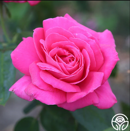 Rose - Miss All American Beauty- Hybrid Tea