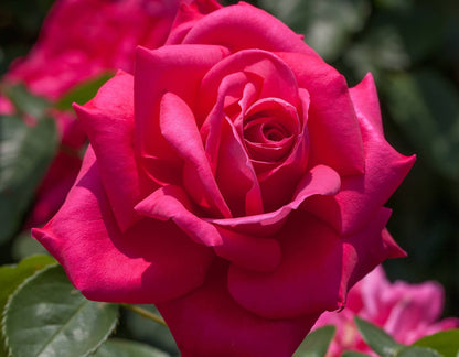 Rose - Miss All American Beauty- Hybrid Tea