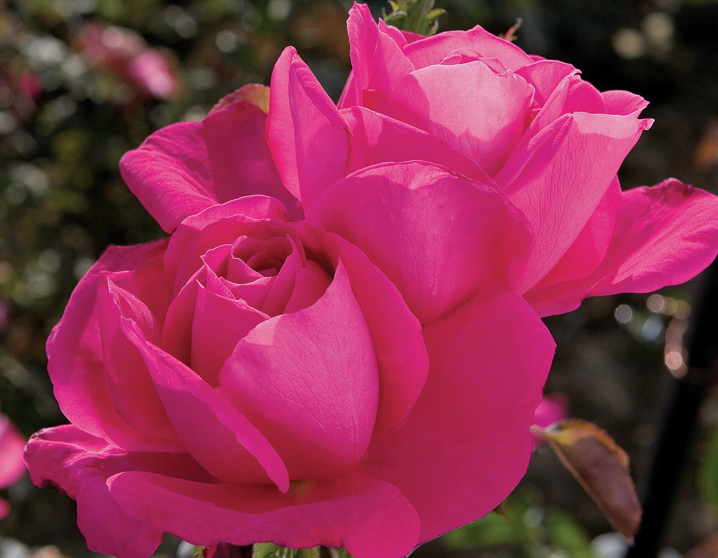 Rose - Miss All American Beauty- Hybrid Tea