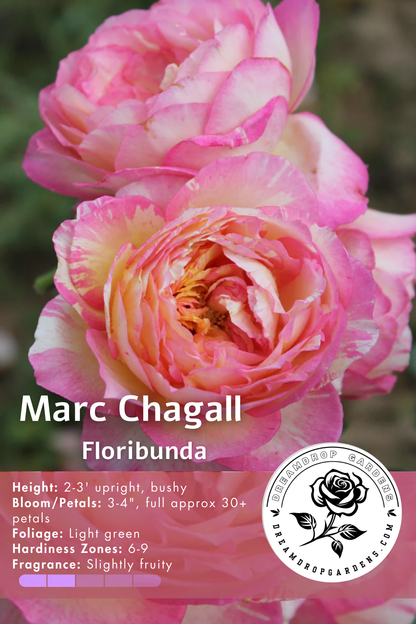 Rose - Marc Chagall - Floribunda