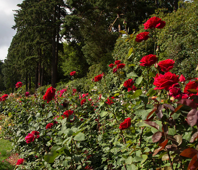 Rose - Mister Lincoln - Hybrid Tea