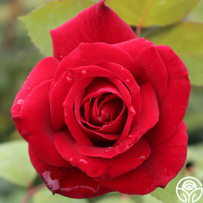 Rose - Mister Lincoln - Hybrid Tea