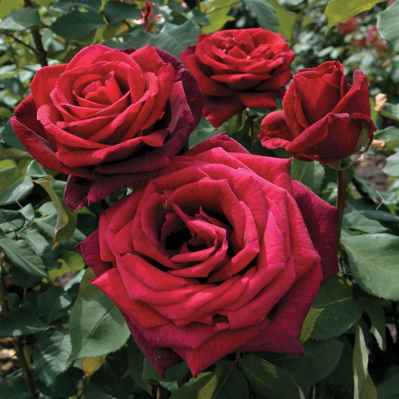 Rose - Mister Lincoln - Hybrid Tea