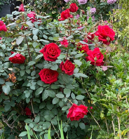 Rose - Mister Lincoln - Hybrid Tea