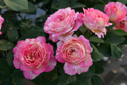 Rose - Marc Chagall - Floribunda