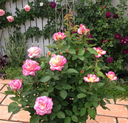 Rose - Marc Chagall - Floribunda