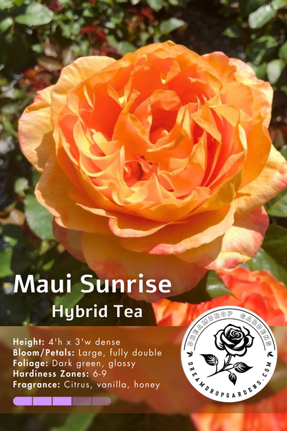 Rose - Maui Sunrise