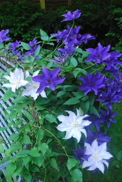 Violet Clematis Vine