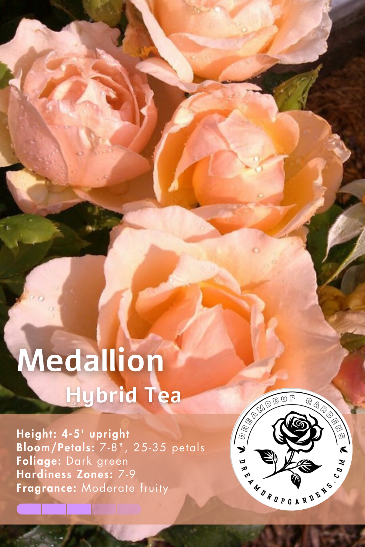 Rose - Medallion - Hybrid Tea