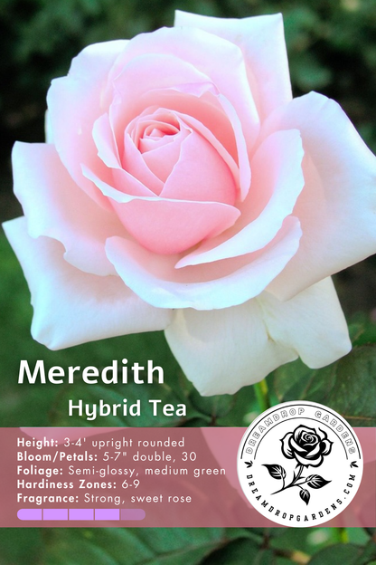 Rose - Meredith - Hybrid Tea