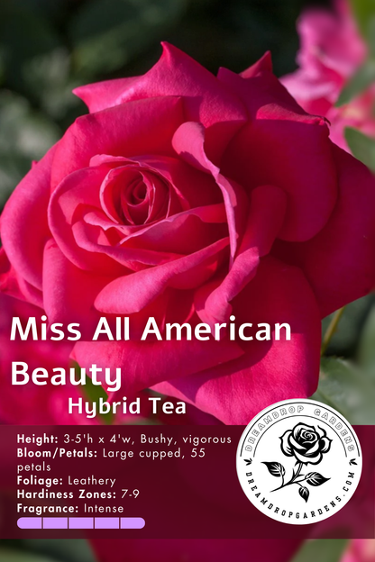 Rose - Miss All American Beauty- Hybrid Tea