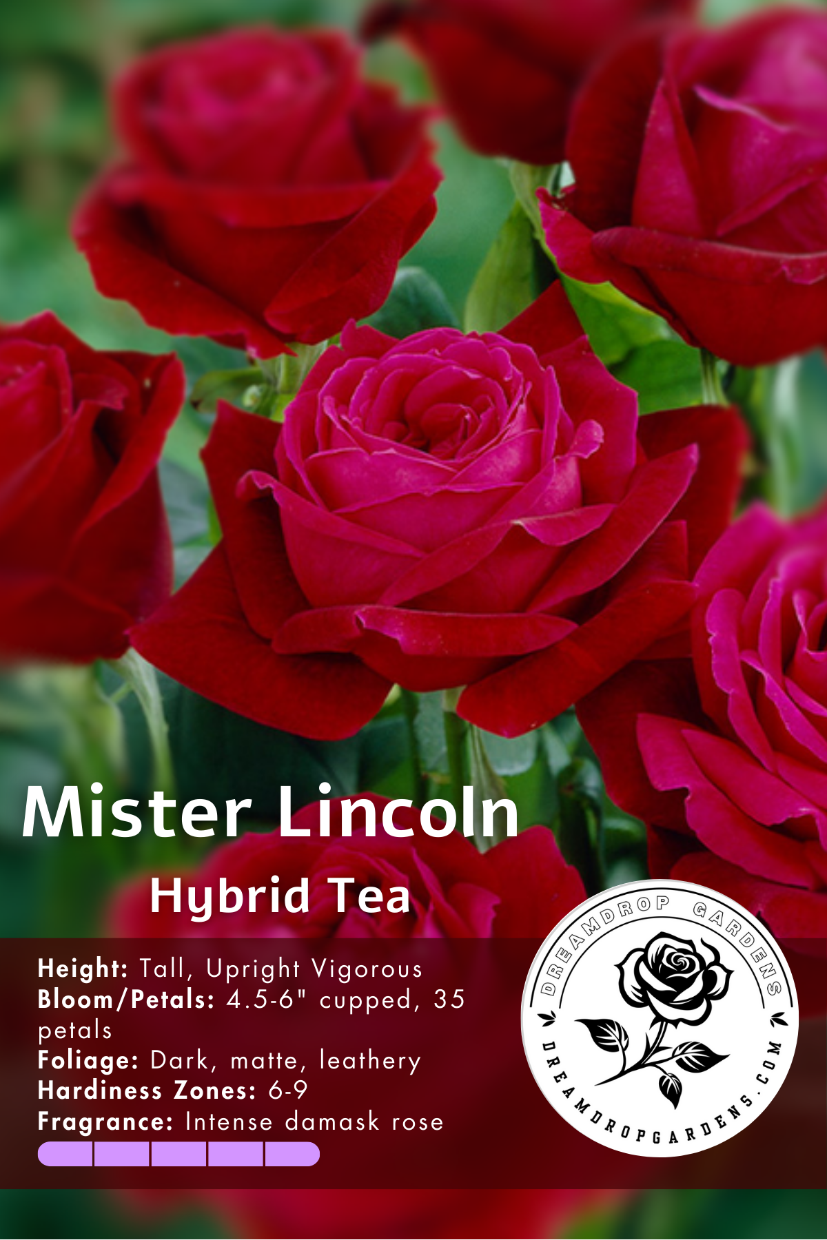 Rose - Mister Lincoln - Hybrid Tea