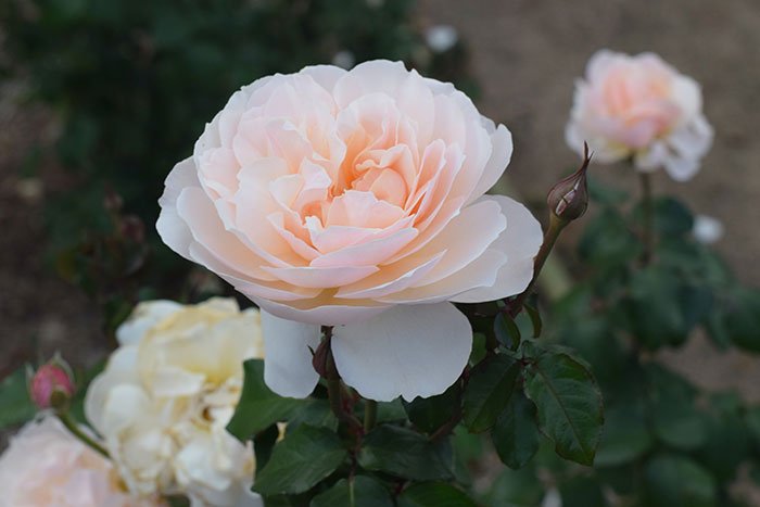 Rose - Moonlight In Paris - Floribunda