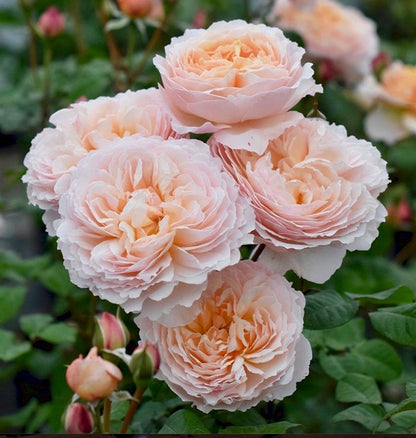 Rose - Moonlight In Paris - Floribunda