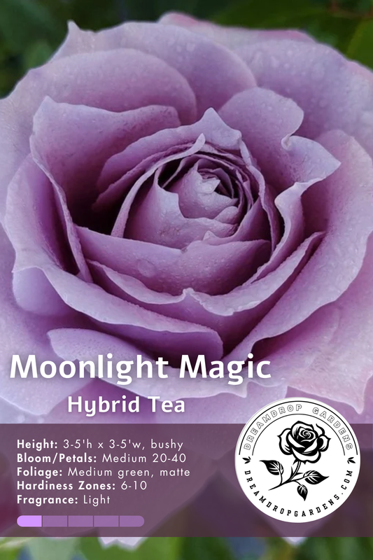 Rose - Moonlight Magic  - Hybrid Tea