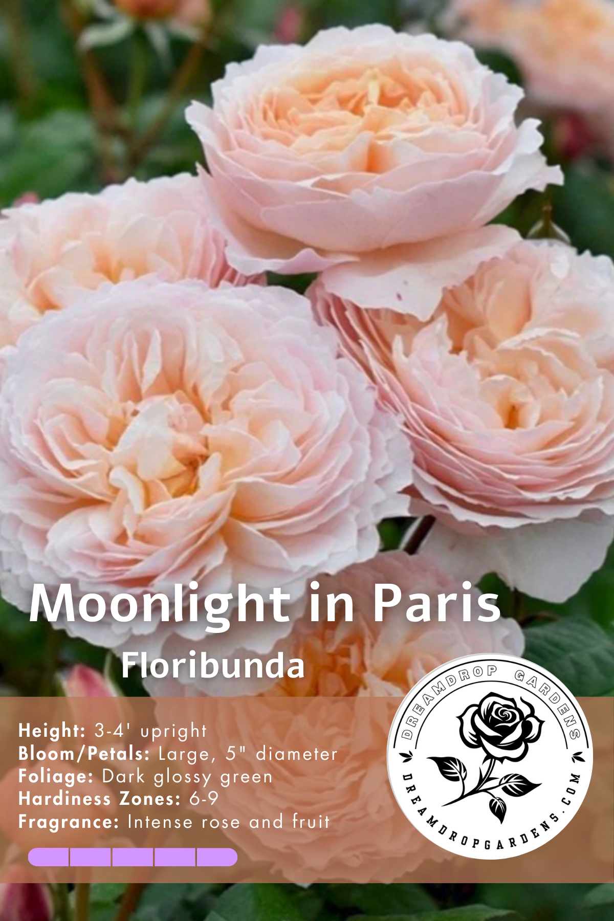 Rose - Moonlight In Paris - Floribunda