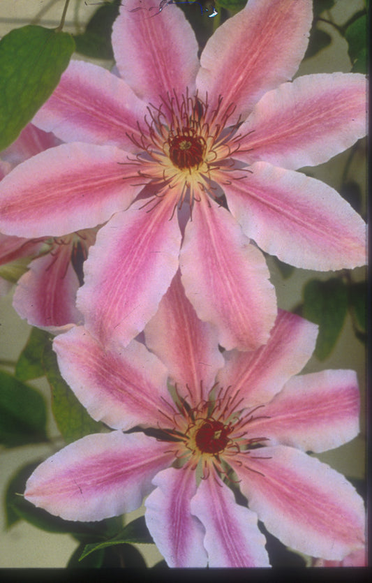 Clematis 'Nelly Moser'