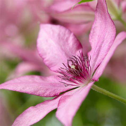 Clematis 'Giselle' - Large Flowering