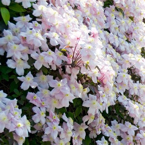 Clematis 'Montana Mayleen' - Fragrant