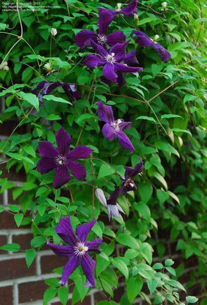 Clematis 'Jackmanii'