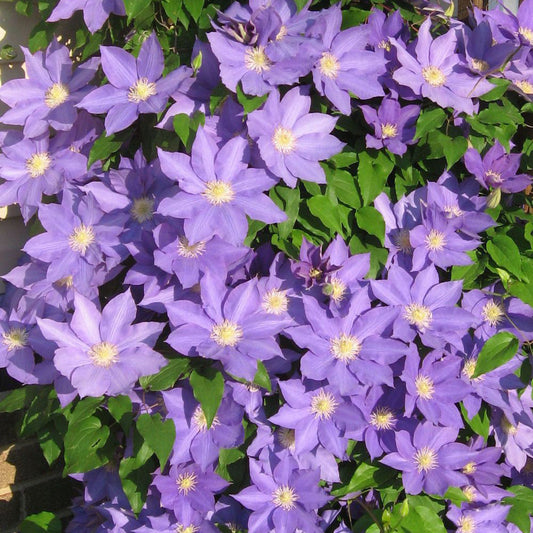 Lavender Clematis Vine