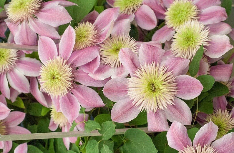 Clematis 'Empress'